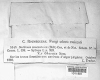 Daldinia concentrica image